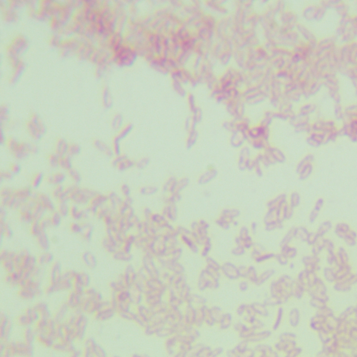 Vibrio genus-BNCC