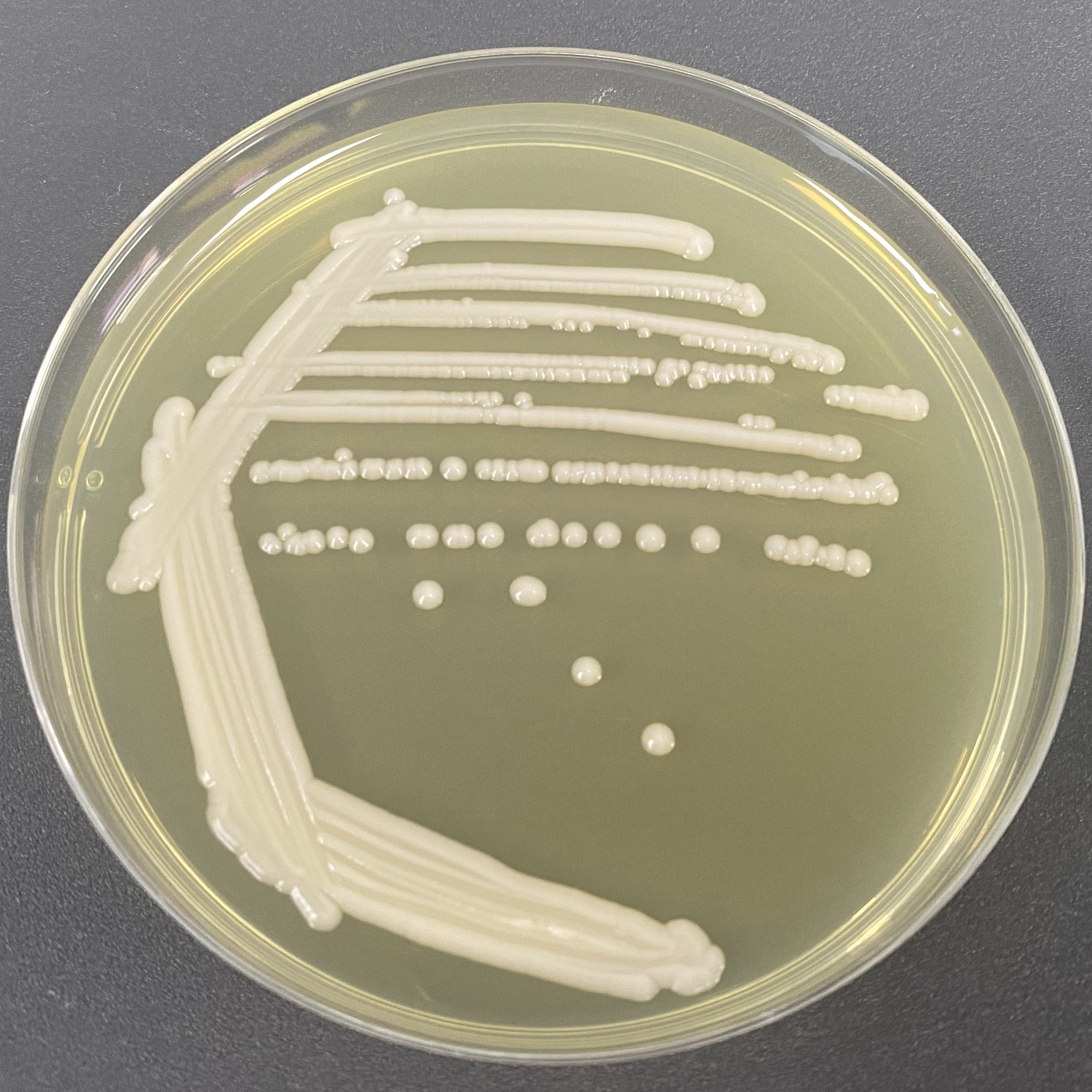 Max Kluwei yeast-BNCC