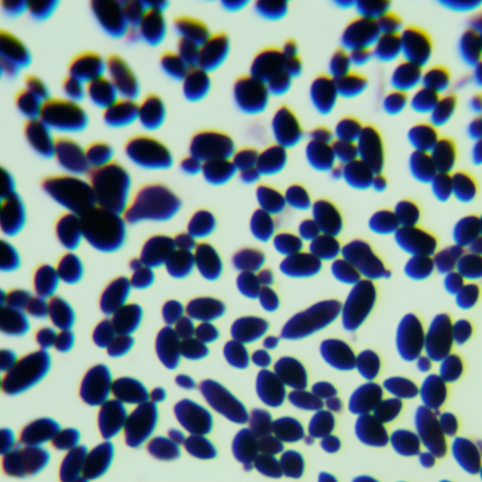 Max Kluwei yeast-BNCC