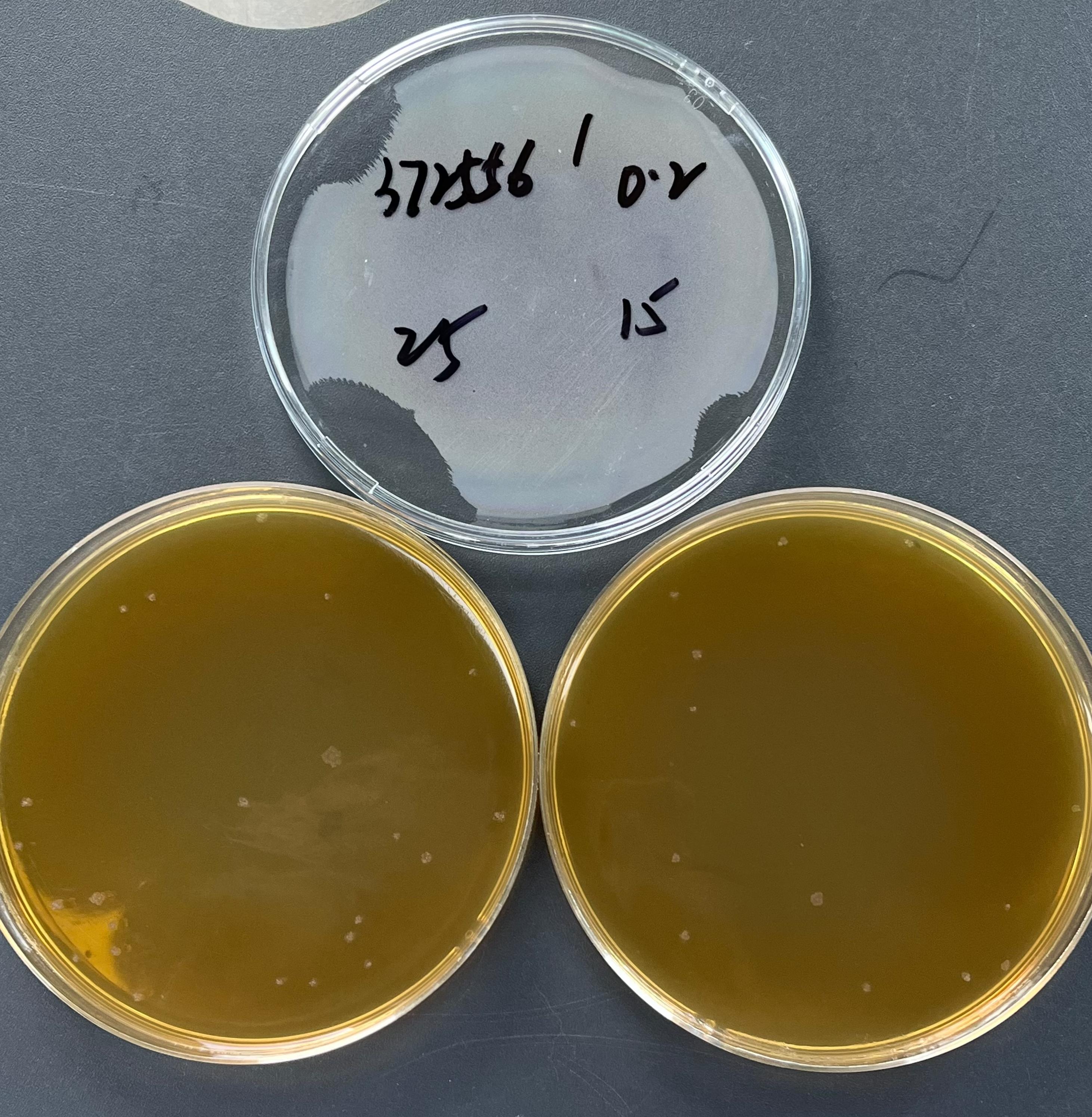 Lactobacillus acidophilus Quantified Strain-BNCC