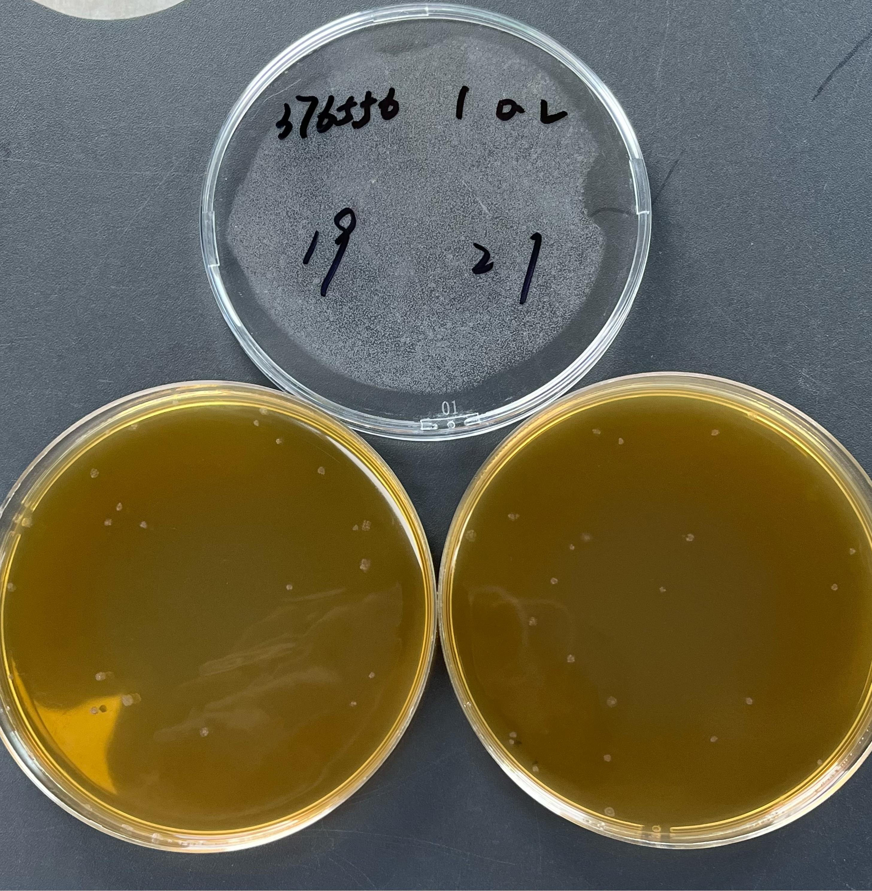 Lactobacillus acidophilus Quantified Strain-BNCC