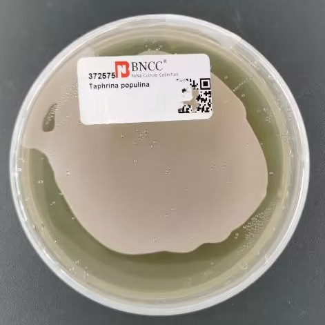 Taphrina populina-BNCC