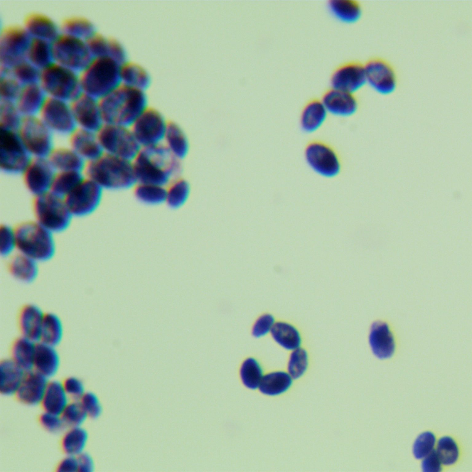 Taphrina populina-BNCC