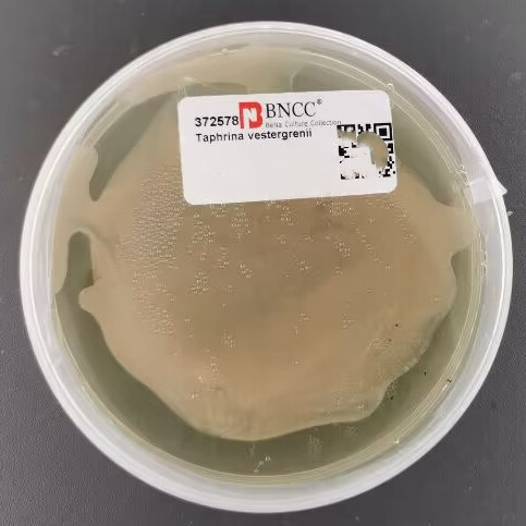 Taphrina vesterghenii-BNCC