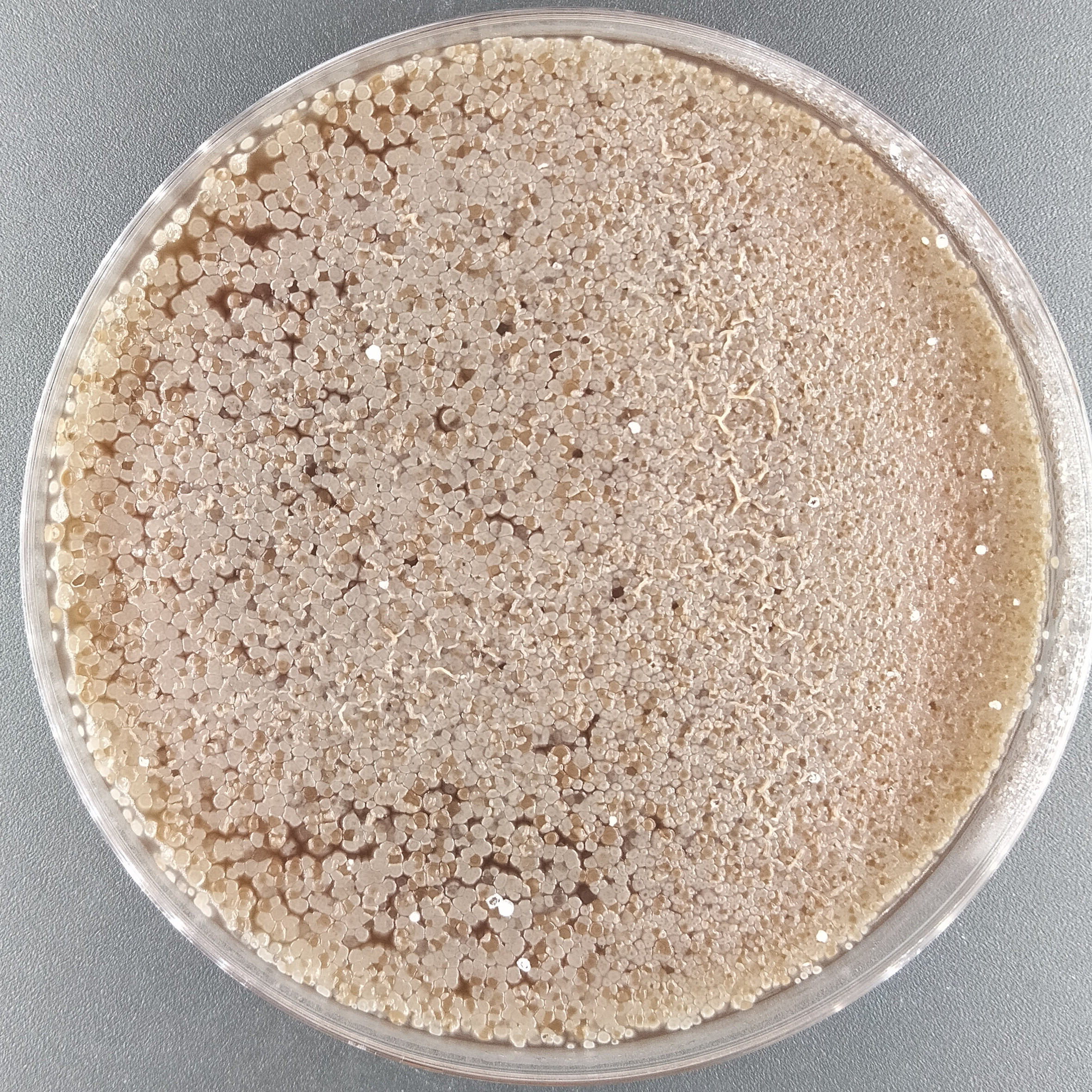 Dawood Streptomyces-BNCC