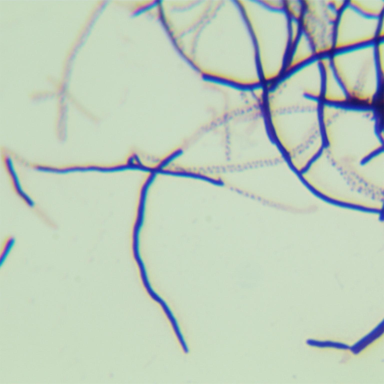 Dawood Streptomyces-BNCC