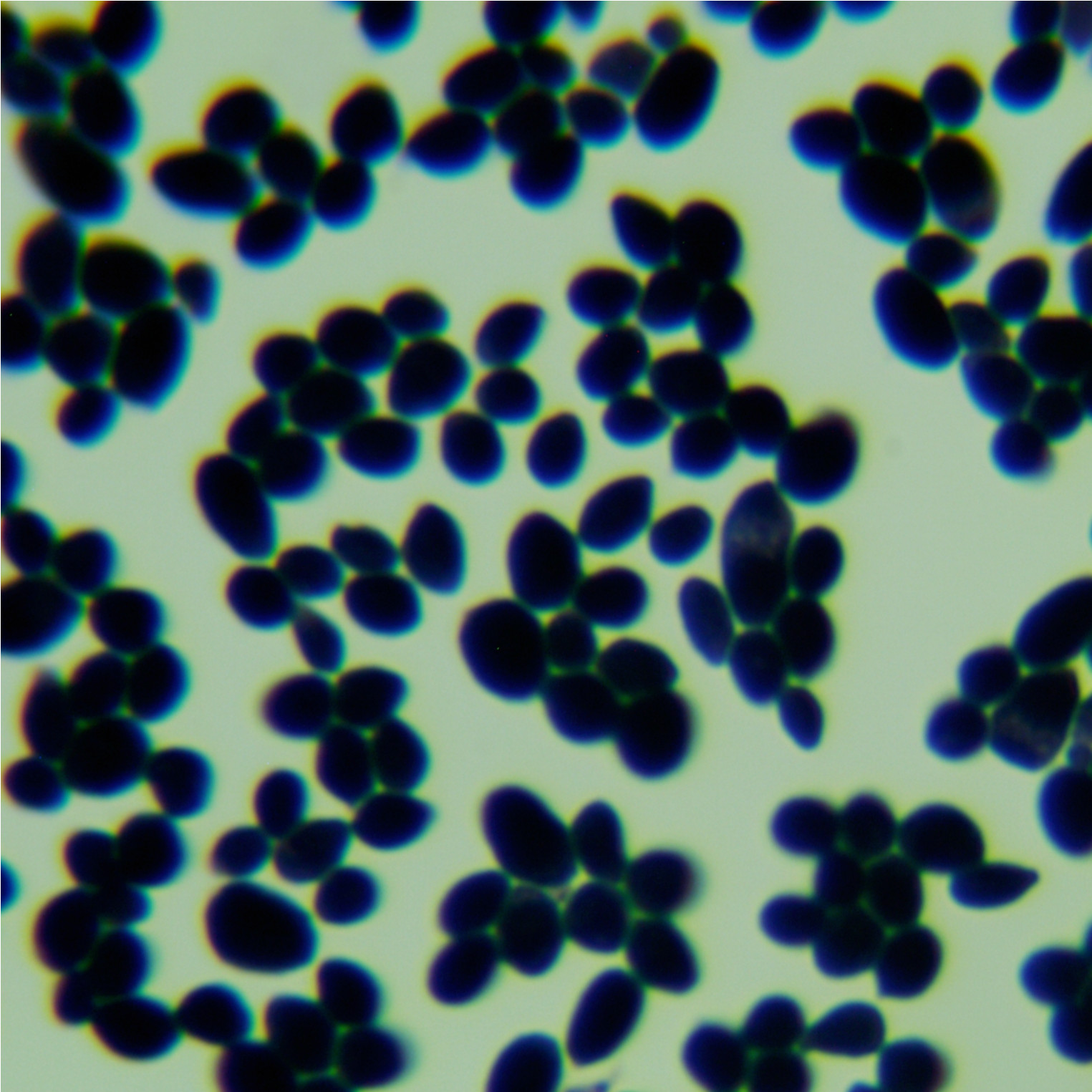 Max Kluwei yeast-BNCC