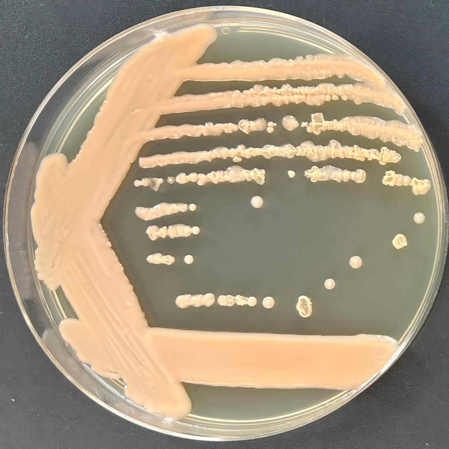 Rhodococcus-BNCC