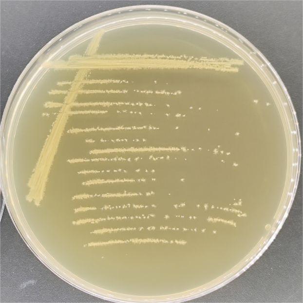 Clostridium sporogenes-BNCC