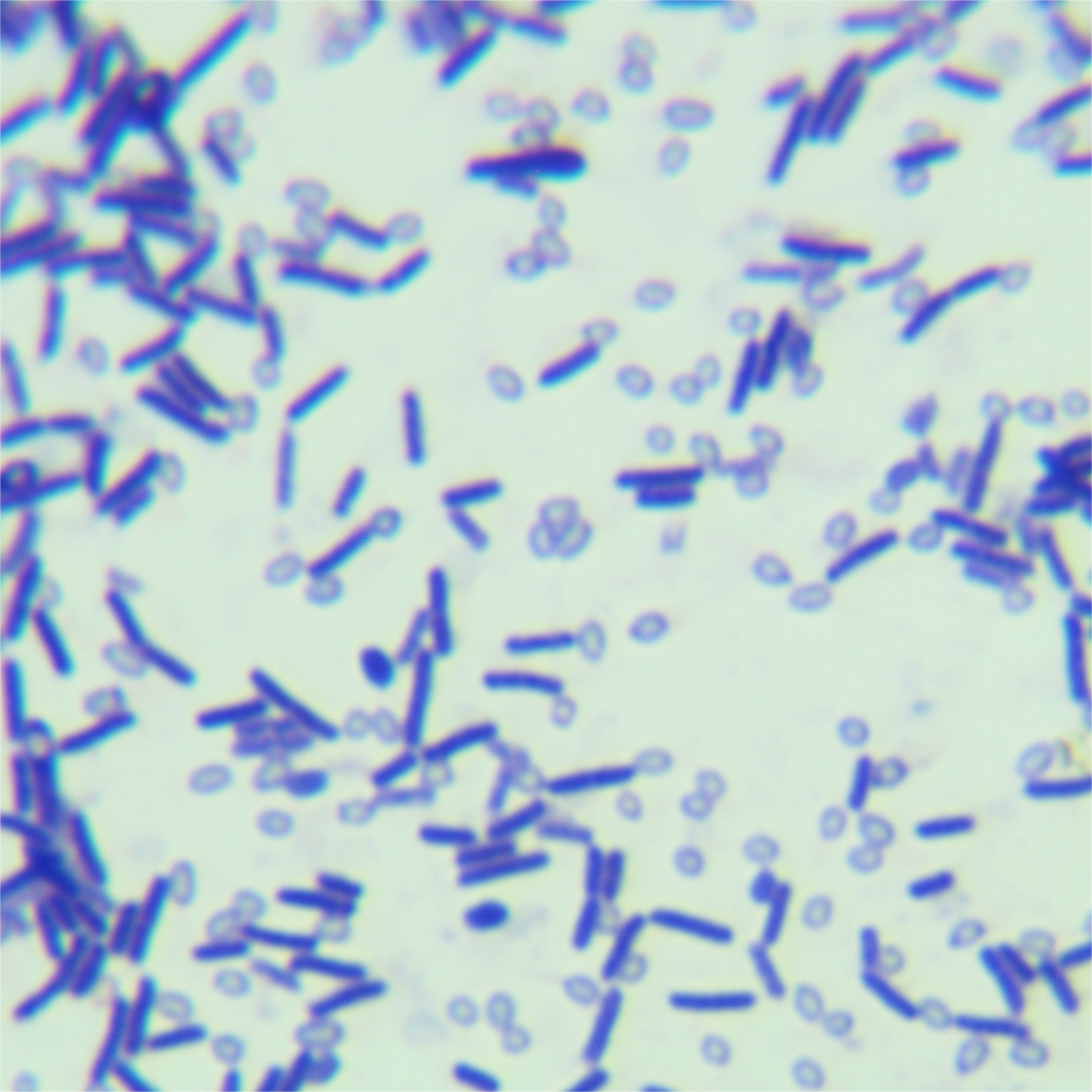 Clostridium sporogenes-BNCC