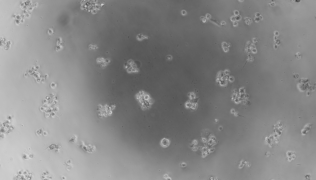 Usutu virus-BNCC