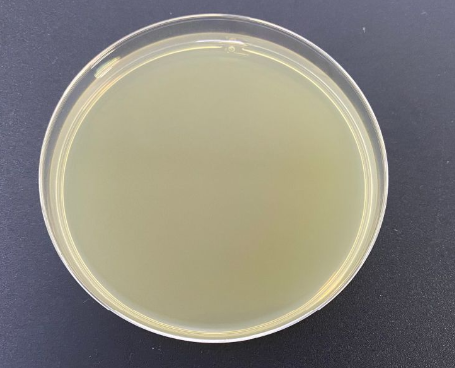 Aspergillus fumigatus Nucleic Acid Reference Material (Thermally Inactivated) (Strong Positive)-BNCC