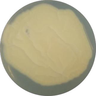 Penicillium-BNCC