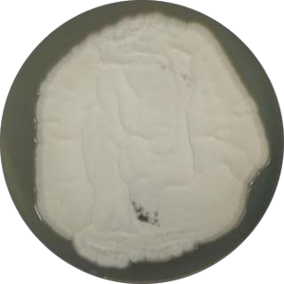 Penicillium-BNCC