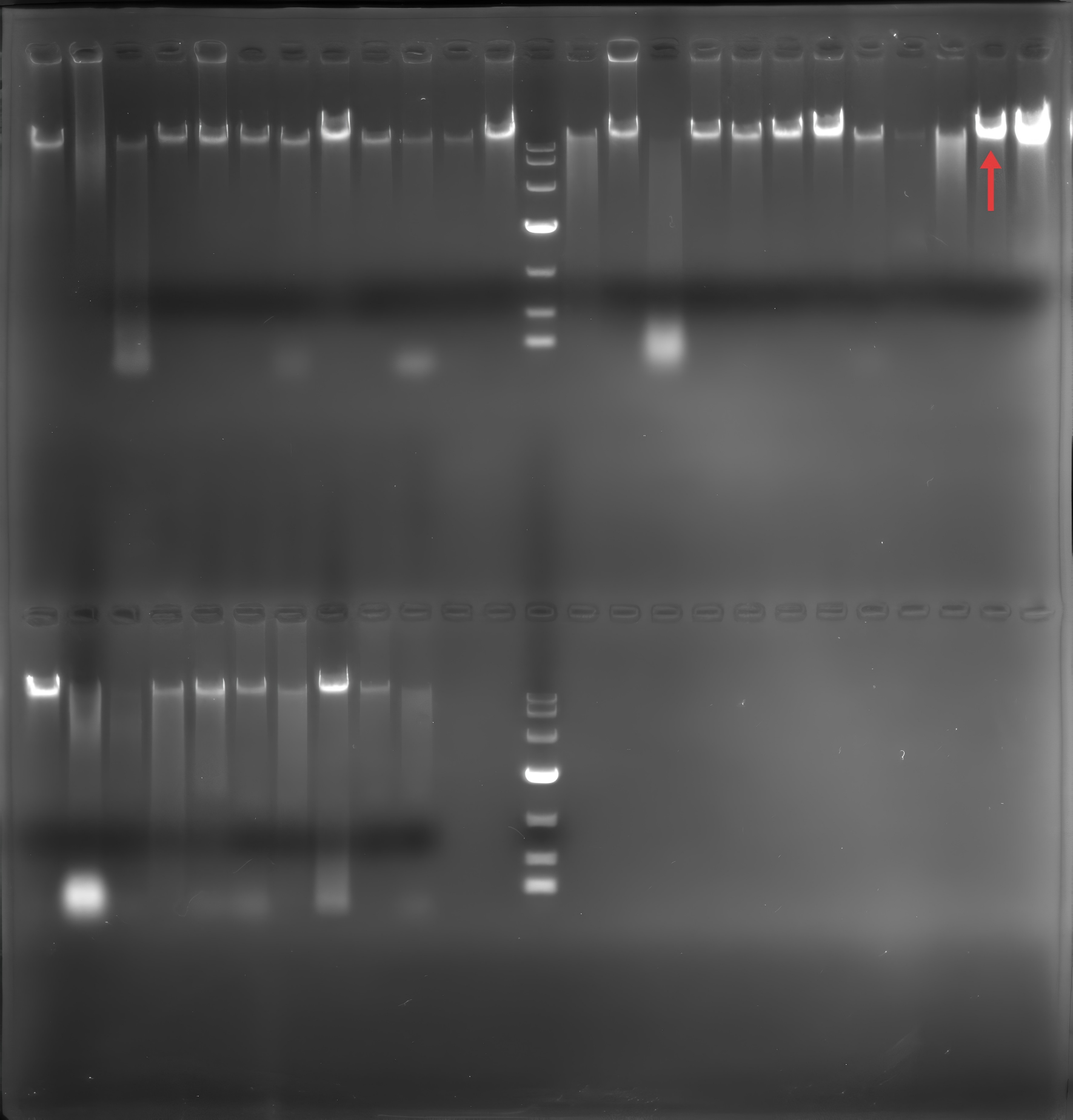 Genomic DNA of Bacillus subtilis pantothenic acid-BNCC