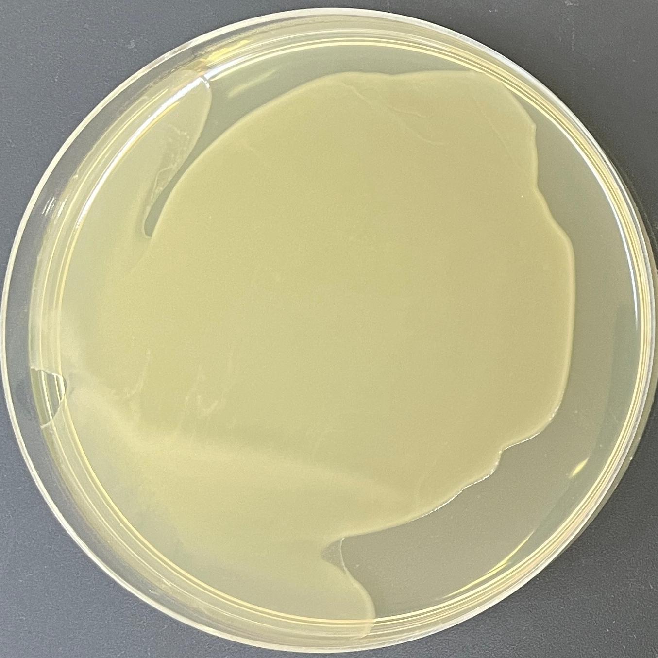 DH5 α (containing pYES2-UCP1-EGFP plasmid) Escherichia coli-BNCC