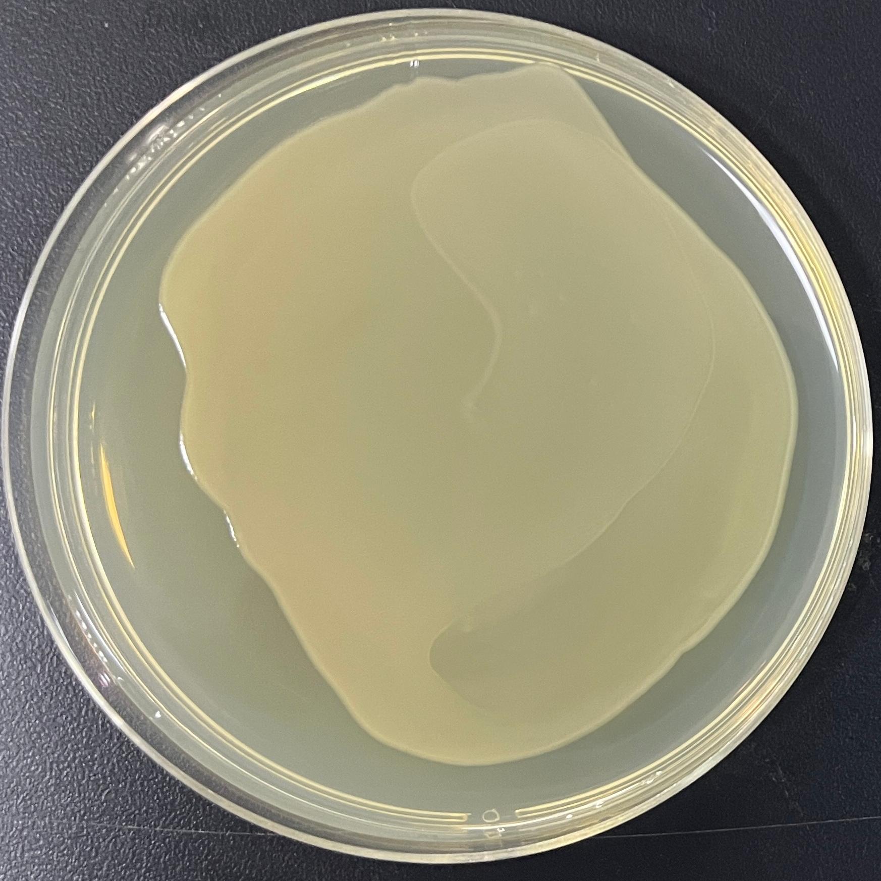 DH5 α (containing pLI50 pRPSL mraY EGFP plasmid) Escherichia coli-BNCC