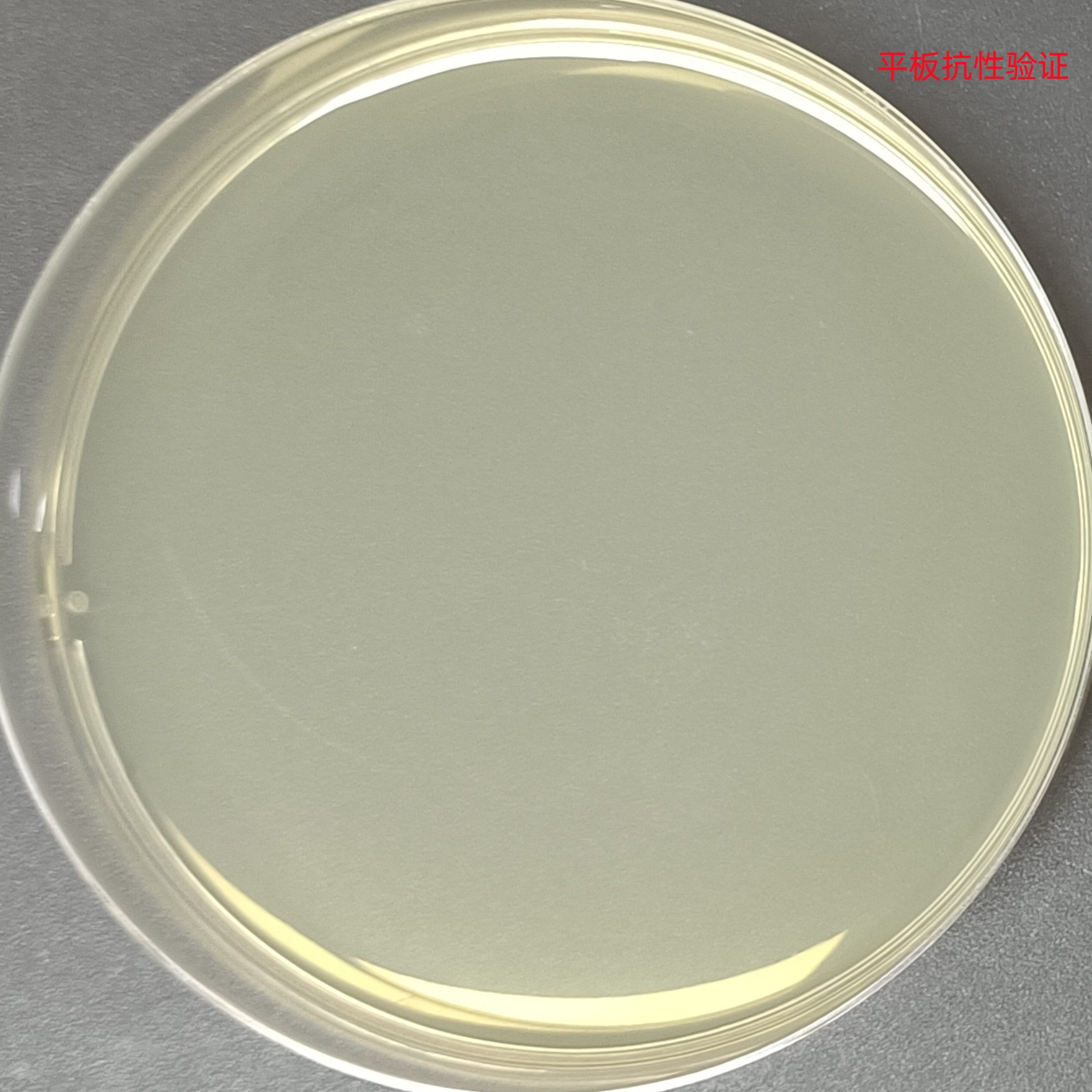 DH5 α (containing pTRKH3 emGFP plasmid) Escherichia coli-BNCC