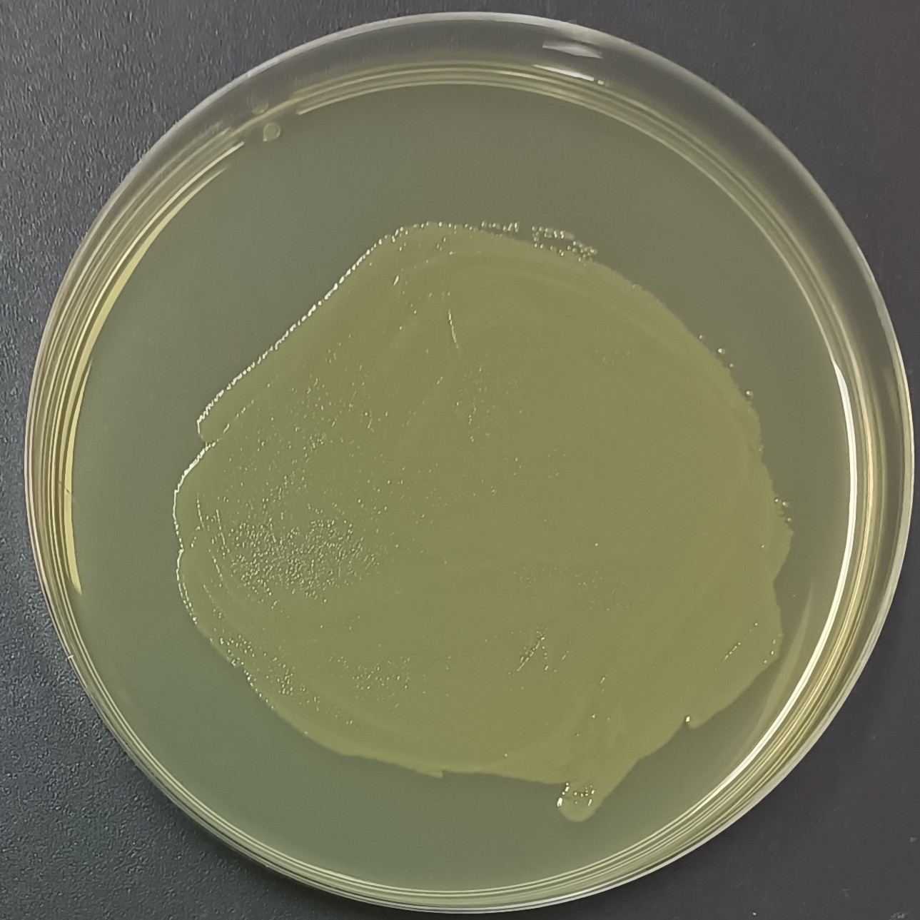 DH5 α (containing pTRKH3 emGFP plasmid) Escherichia coli-BNCC