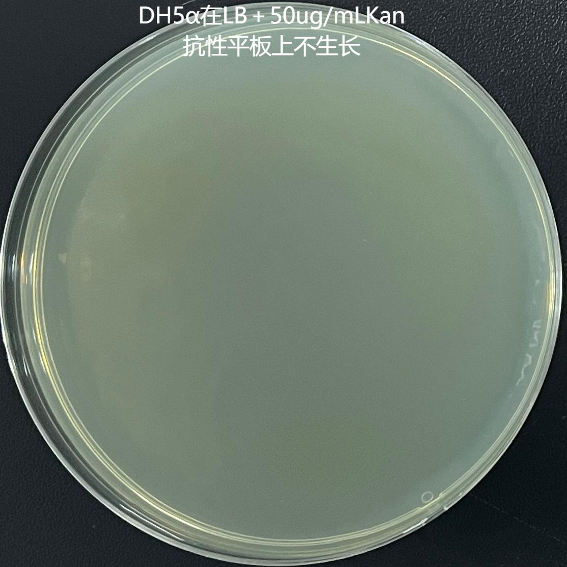 DH5 α (containing pMV261 plasmid) Escherichia coli-BNCC