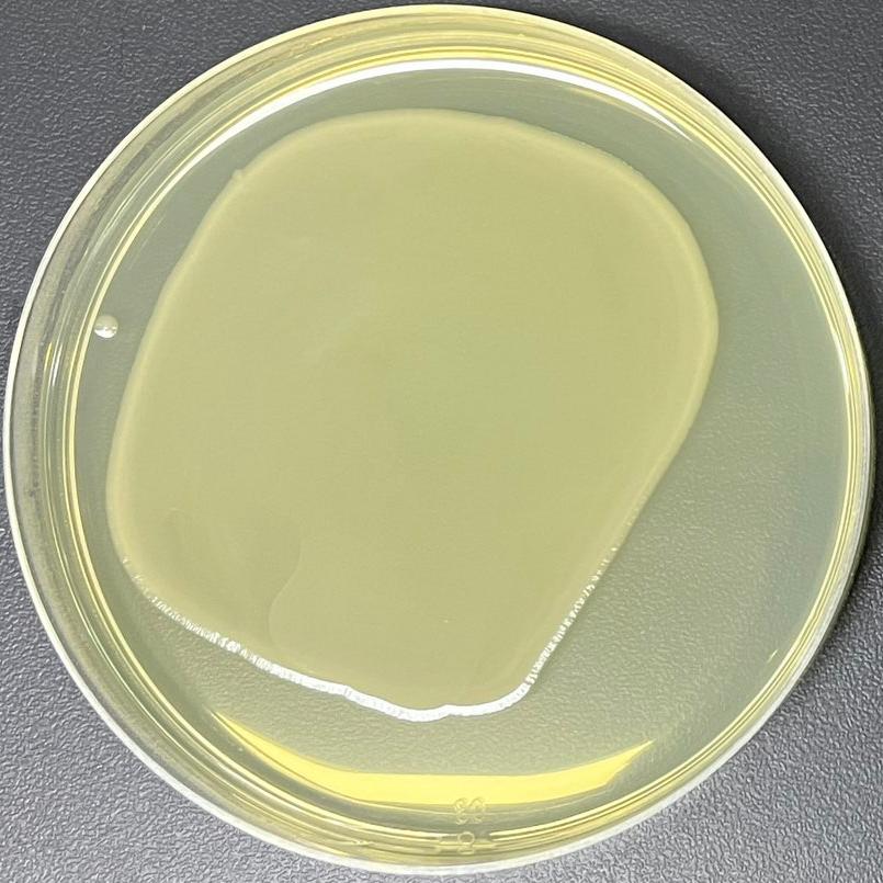 DH5 α (containing pMV261 plasmid) Escherichia coli-BNCC