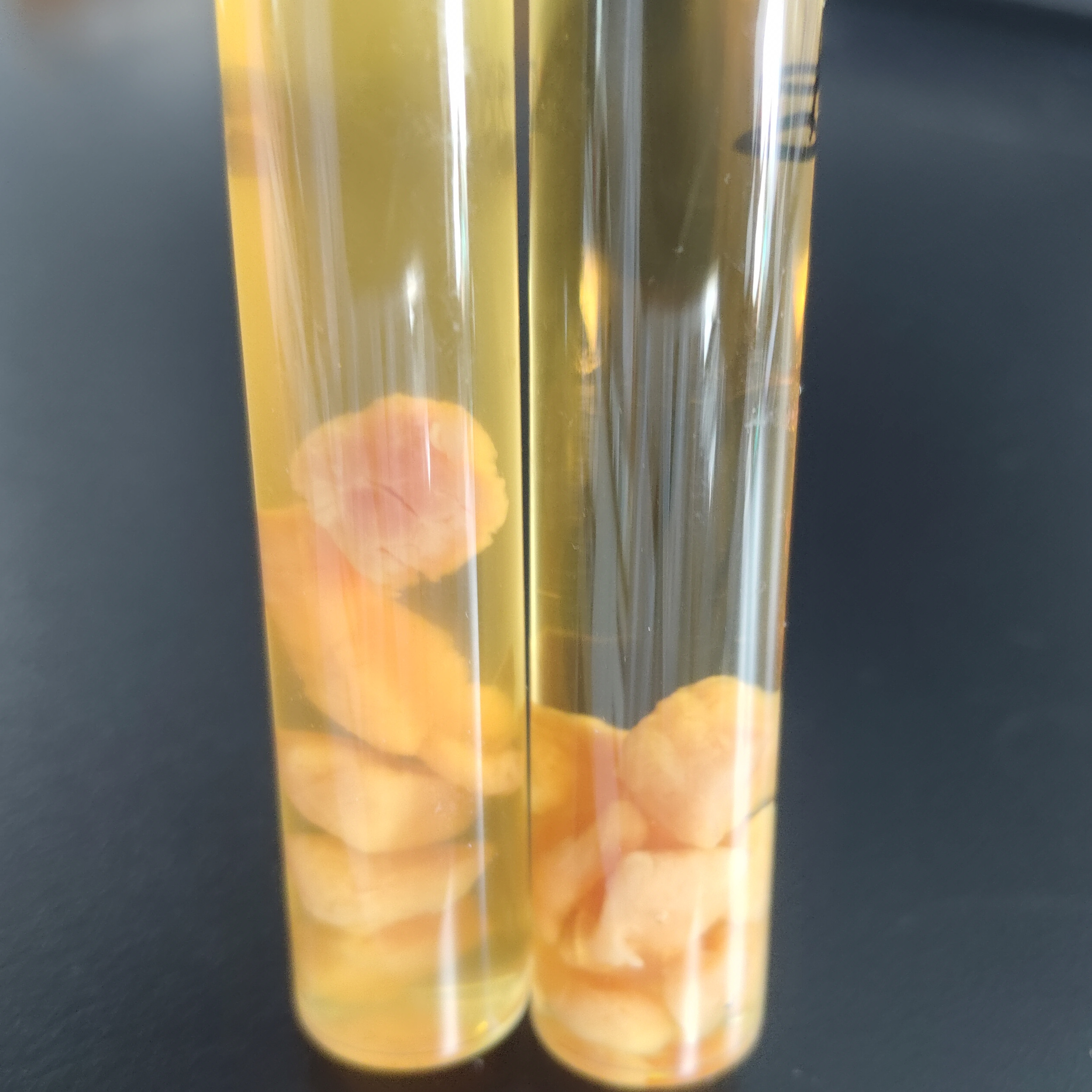 Active Mediterranean bacteria-BNCC
