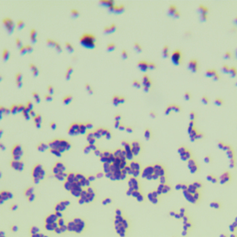 Active Mediterranean bacteria-BNCC
