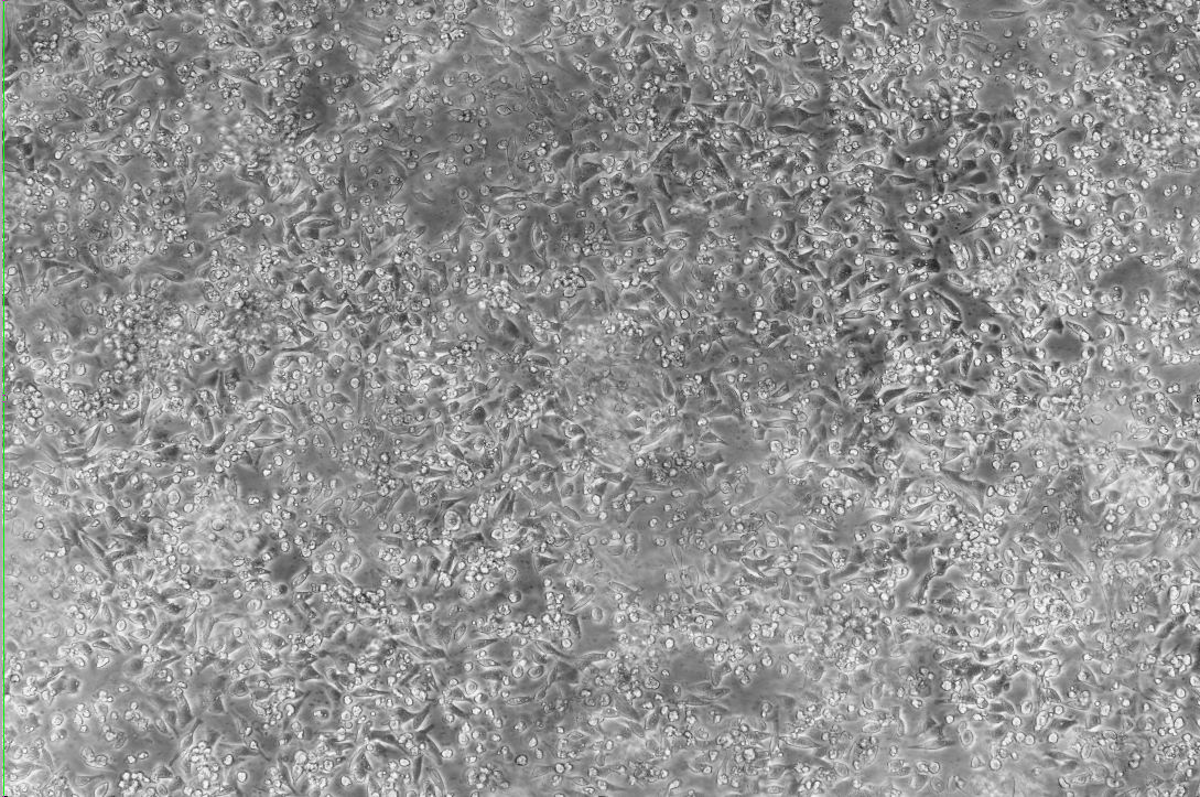 Aspergillus terreus liquid indoor quality control product-BNCC