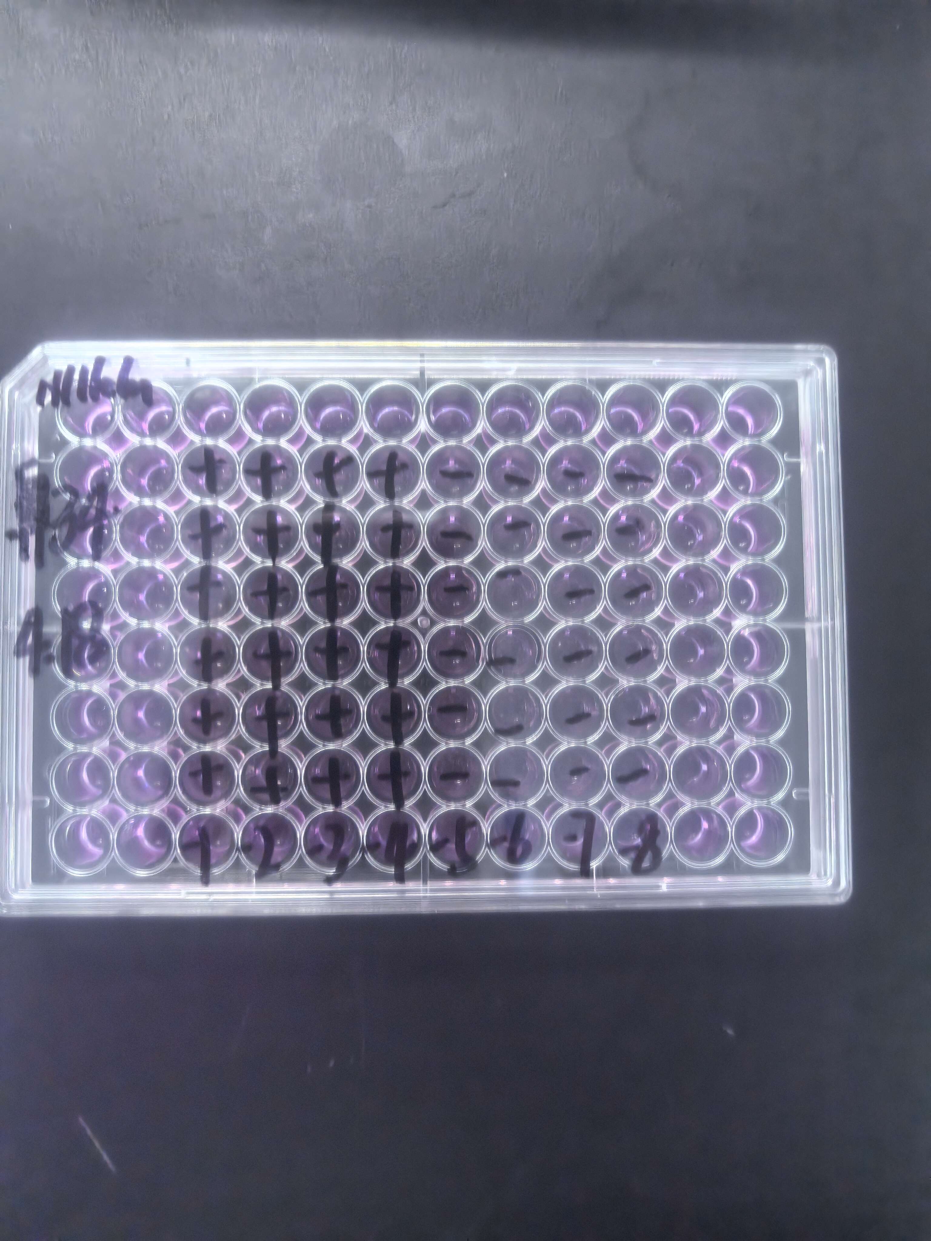 Human rhinovirus 34-BNCC