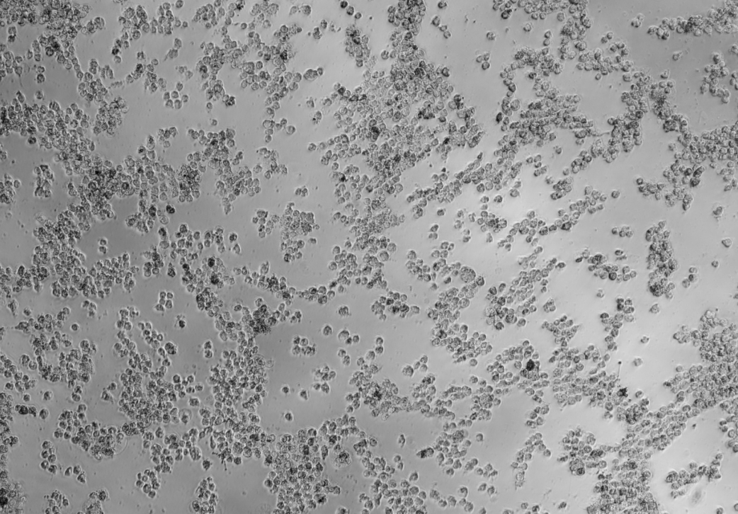 Human rhinovirus 40-BNCC