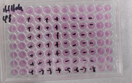 Human rhinovirus 43-BNCC