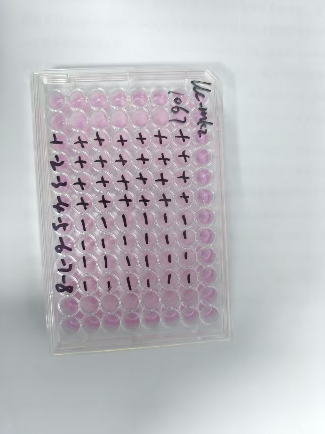 Human echovirus 26-BNCC