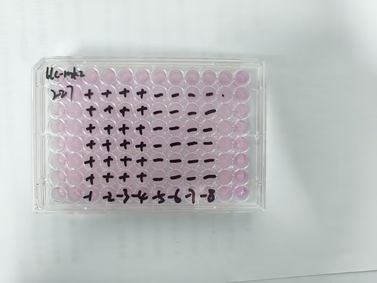 Human enterovirus 29-BNCC