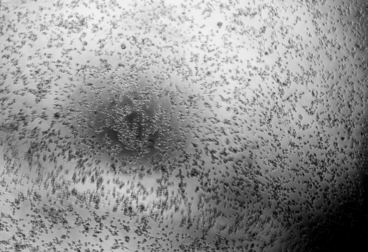 Human enterovirus 29-BNCC