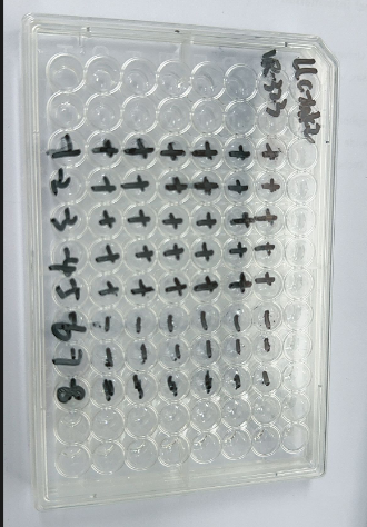 Human echovirus 31-BNCC