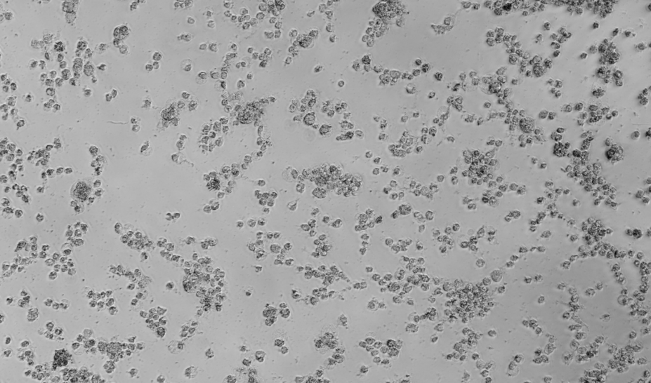 Human rhinovirus 65-BNCC
