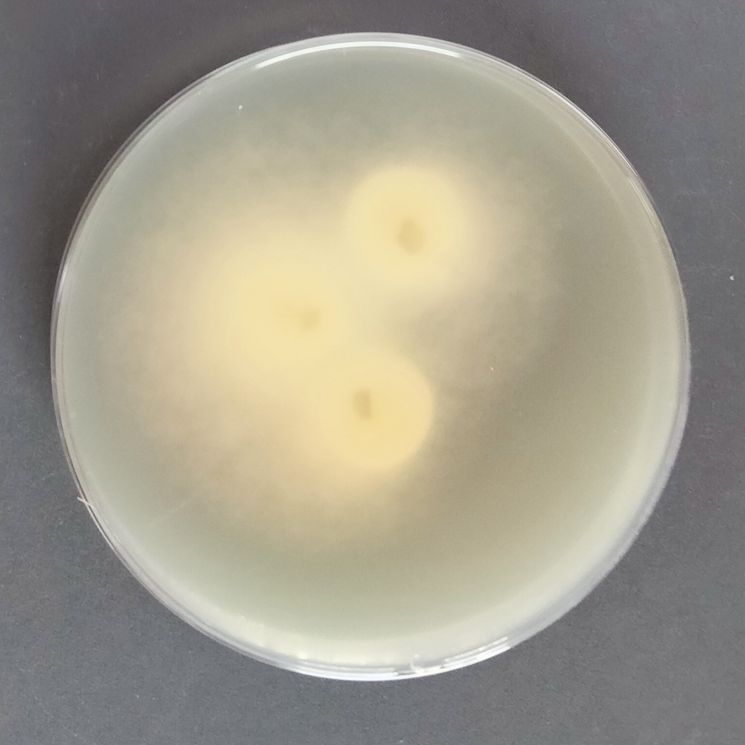 Purpureocillium atypicala-BNCC