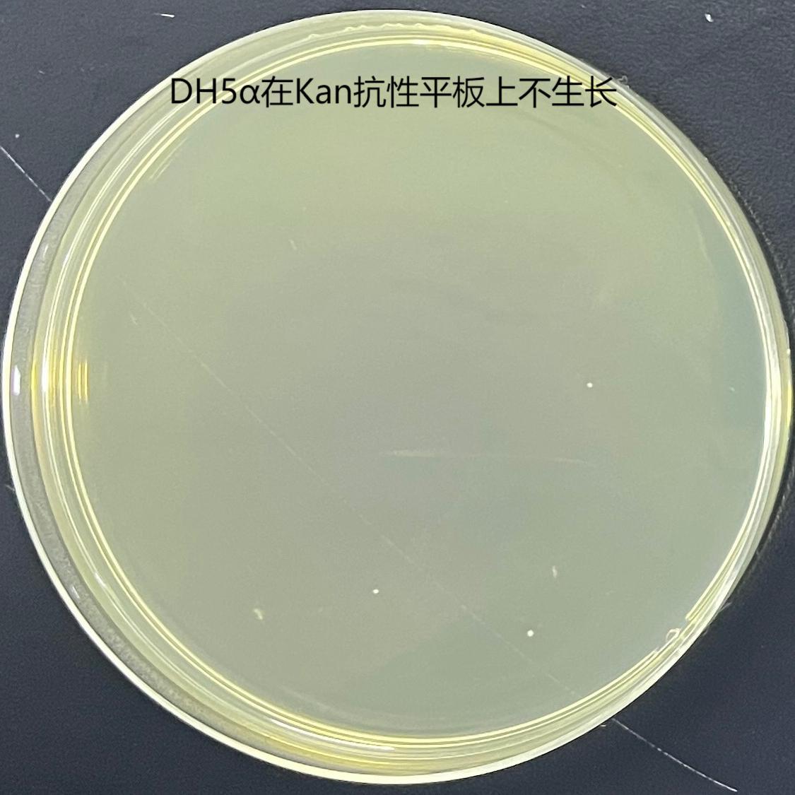 DH5 α (containing pPROBE gfp [LVA] plasmid) Escherichia coli-BNCC