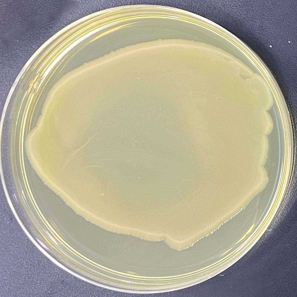 DH5 α (containing pPROBE gfp [LVA] plasmid) Escherichia coli-BNCC