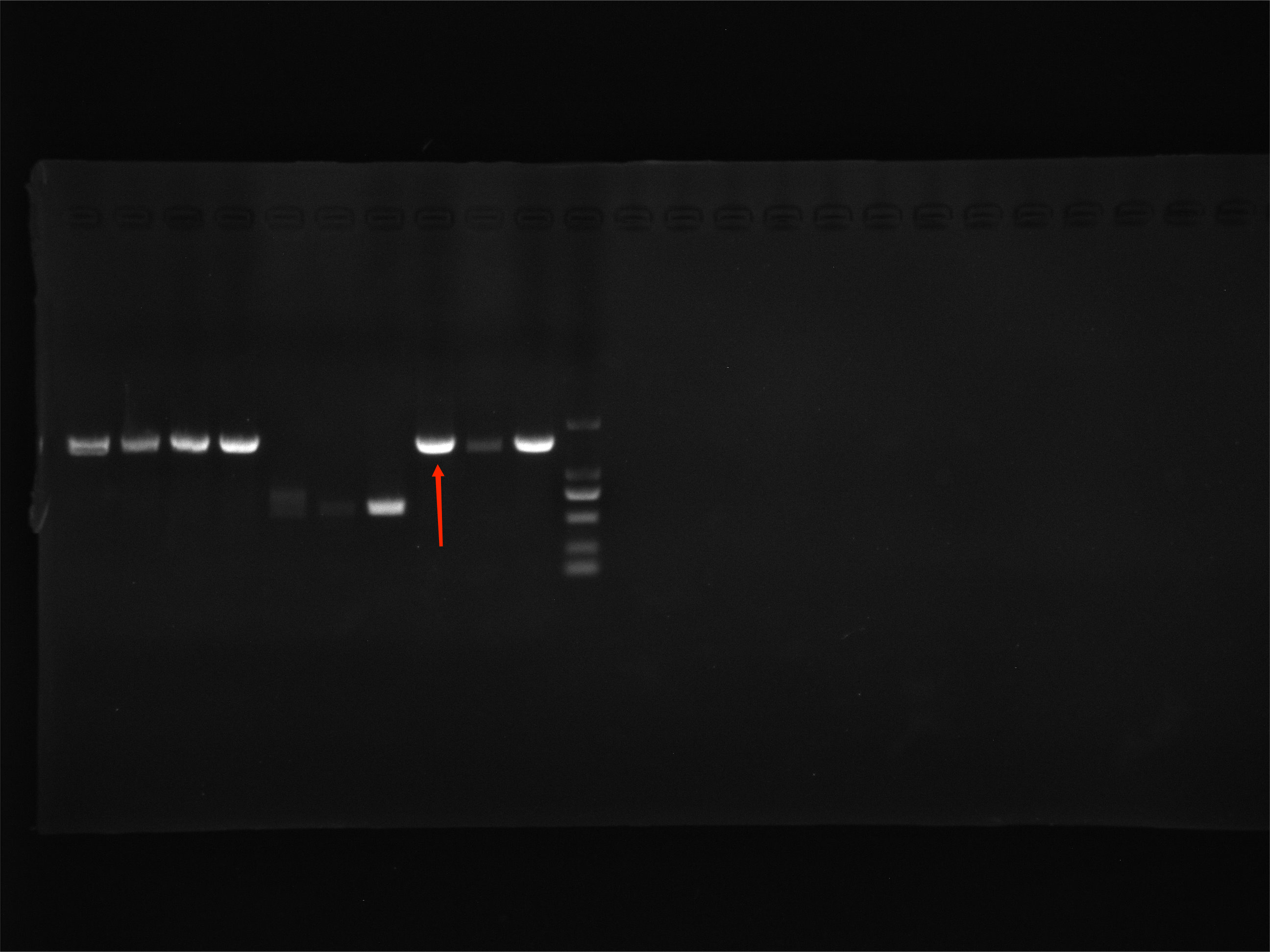 Bolte's Enteroclostrum Nucleic Acid Reference Material (Thermally Inactivated) (Strongly Positive)-BNCC