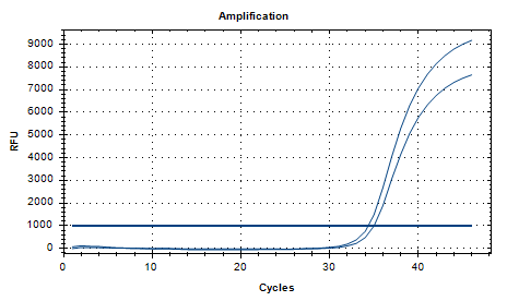 Purple Ergot DNA Standard-BNCC