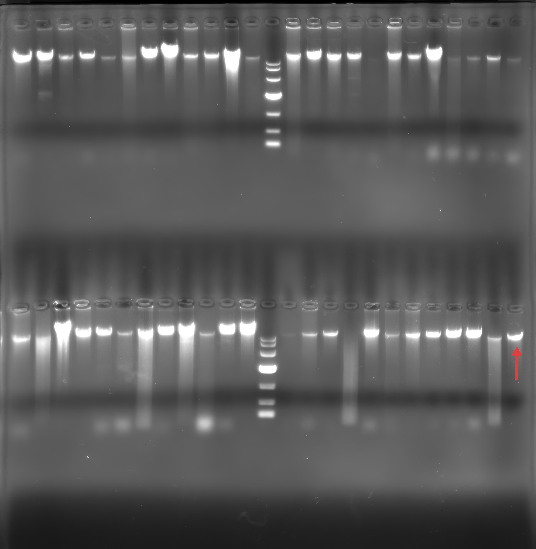 Reduction of nitrite oligotrophic monomonas genomic DNA-BNCC