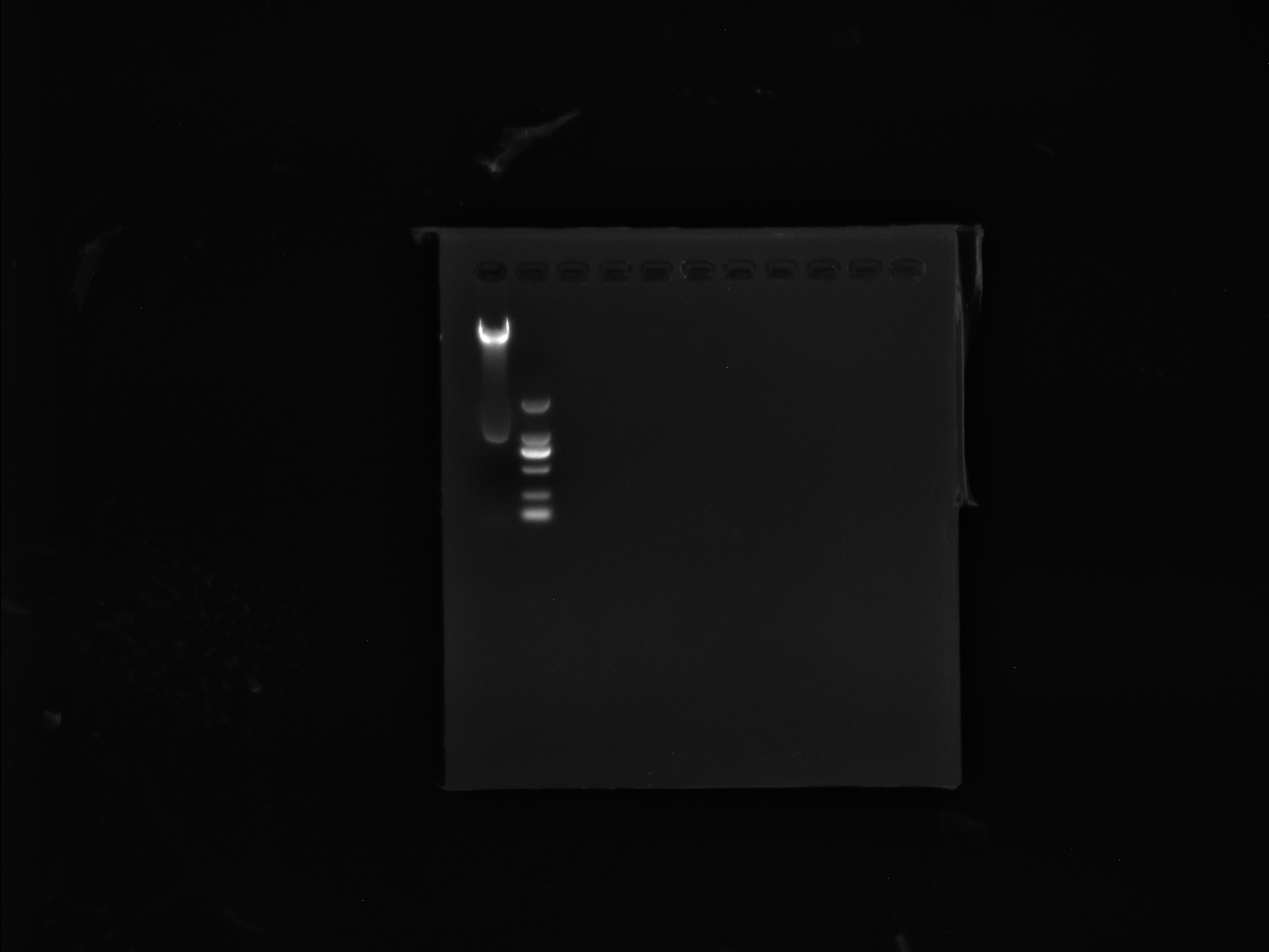 Genomic DNA of Campylobacter coli-BNCC