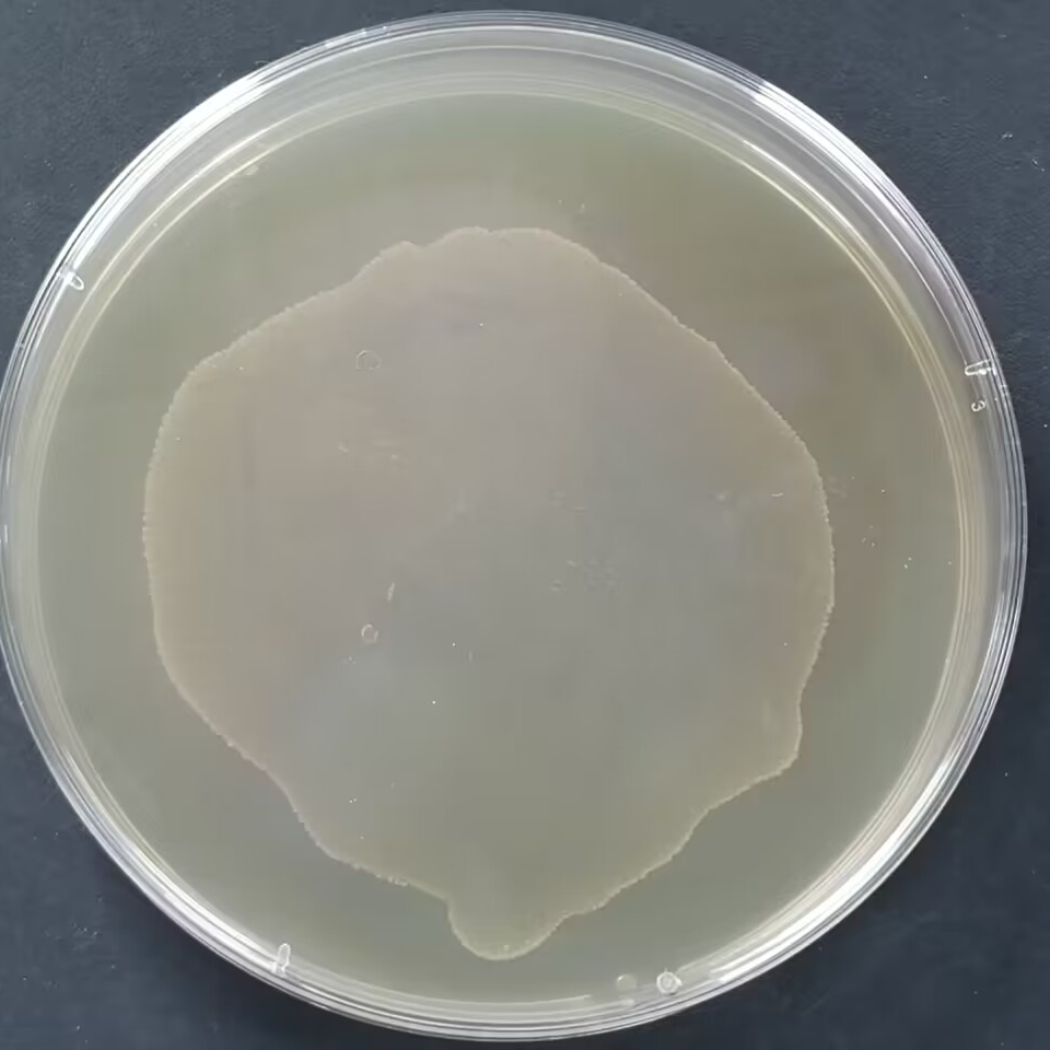 Streptococcus pyogenes-BNCC