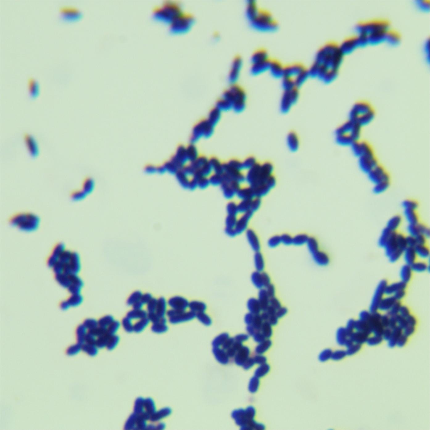 Streptococcus pyogenes-BNCC