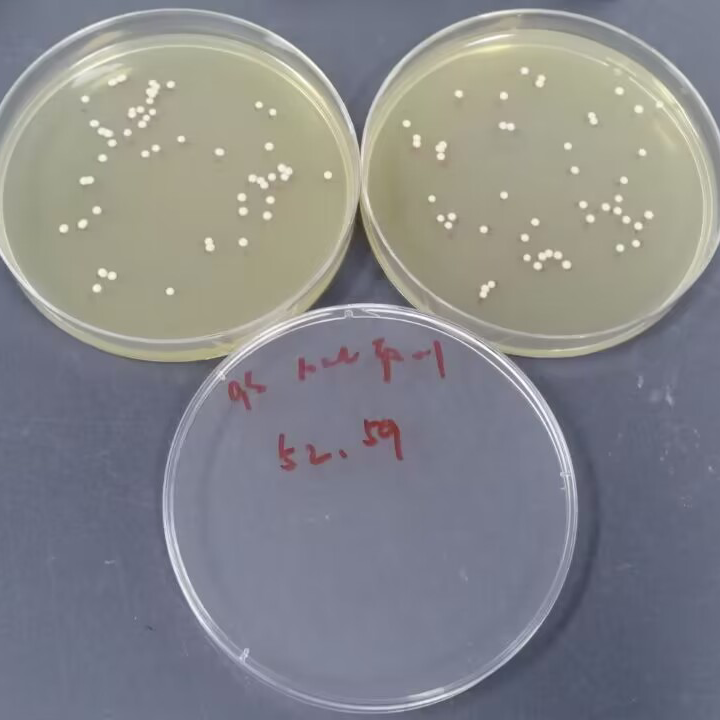 Quantitative strain of Micrococcus-BNCC