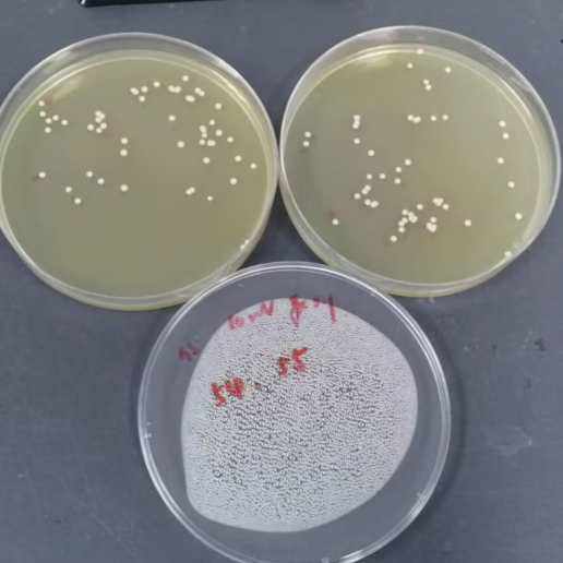 Quantitative strain of Micrococcus-BNCC