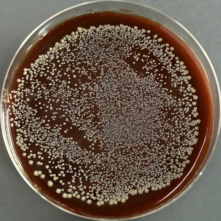 Bacteroides caecorum-BNCC