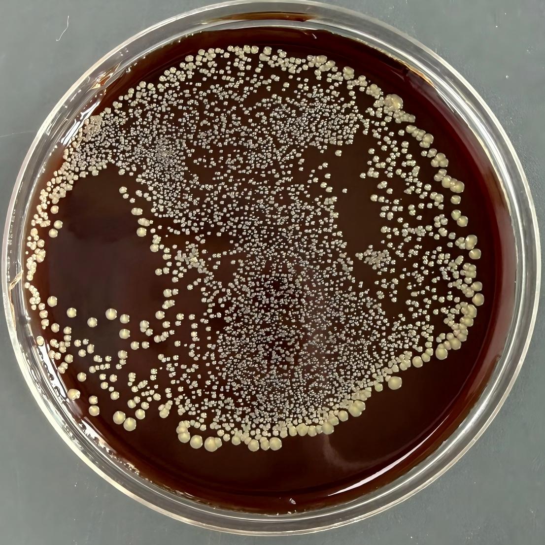 Bacteroides caecorum-BNCC