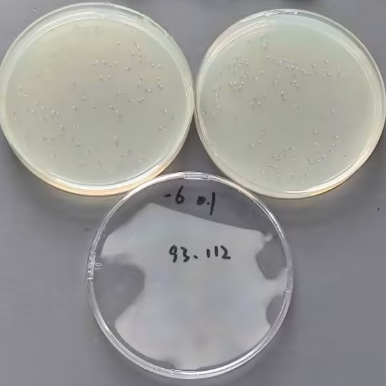 Quantitative strain of Staphylococcus aureus-BNCC